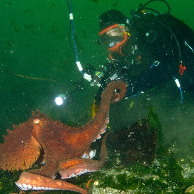 A man dives in the green waters of Puget Sound, and seems to be shaking hands with a bright red octopus