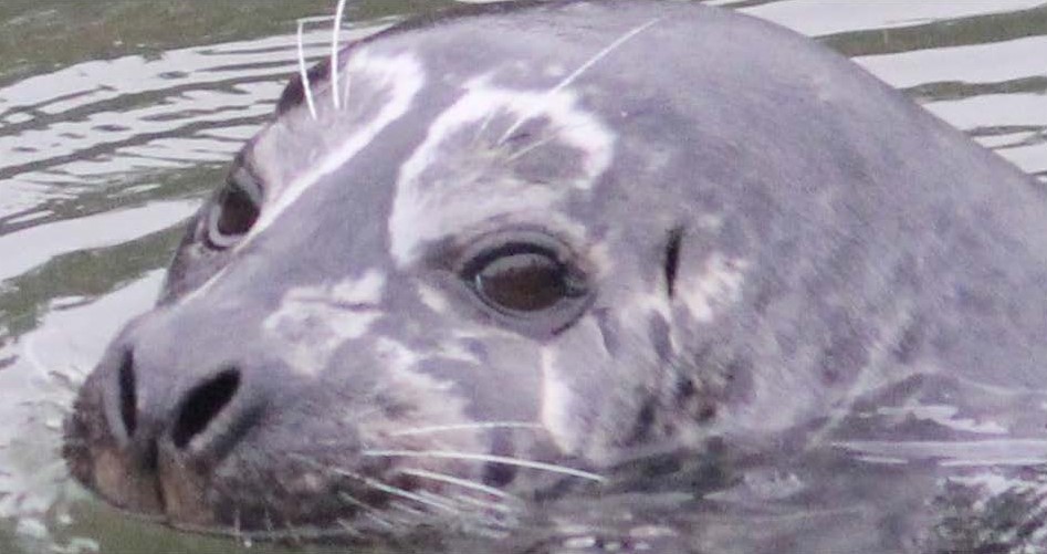 Goggles, a seal with white markings above its eyes, swimming at Whatcom Creek. Taken by MMEL Members, 2023 