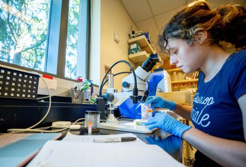 Undergraduate Research Assistant Lola Demurger examines fruit flies for gender and phenotype (traits) to make sure they go in the right test tubes. Photo by Luke Hollister/WWU