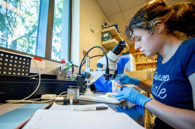 Undergraduate Research AssistanLola Demurger examines fruit flies in a lab to make sure they go in the right test tubes. 