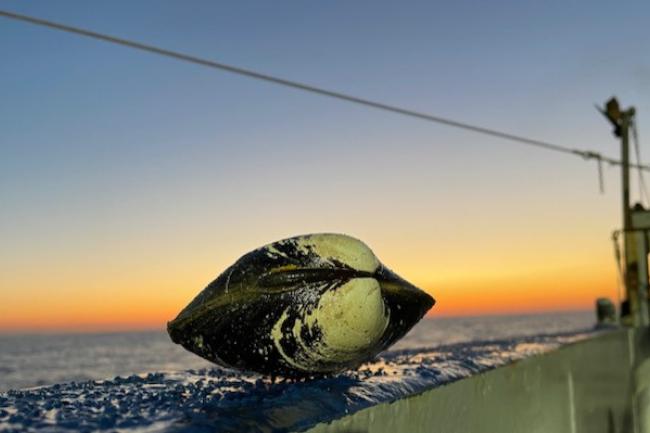 A quahog sits on the rail of a research vessel as the sun sets behind it